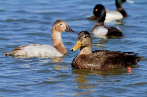 ducks-on-a-pond-494x328