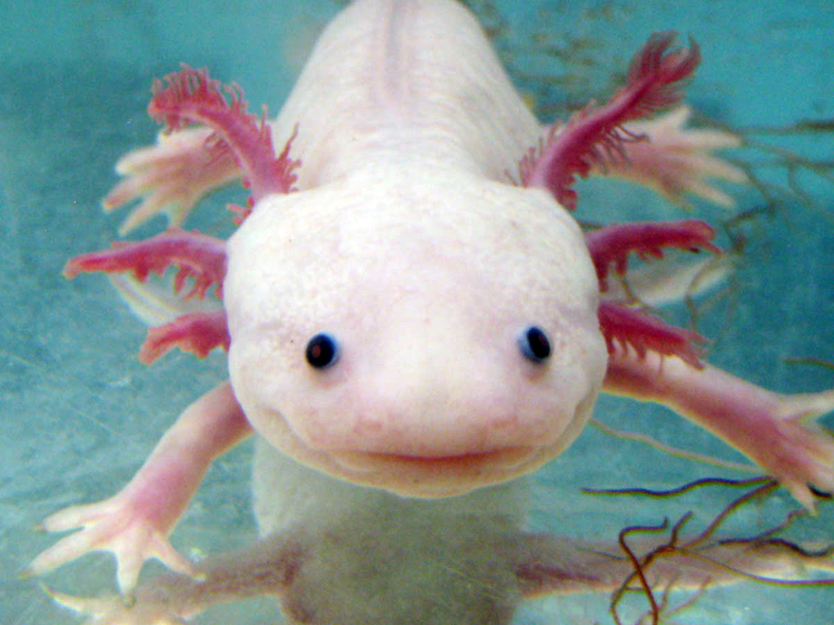 Axolotl-6