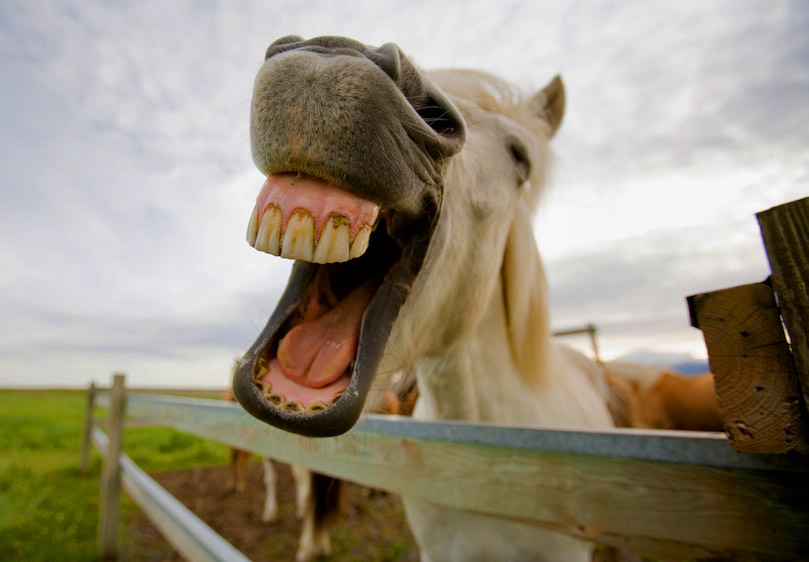 laughing-horse